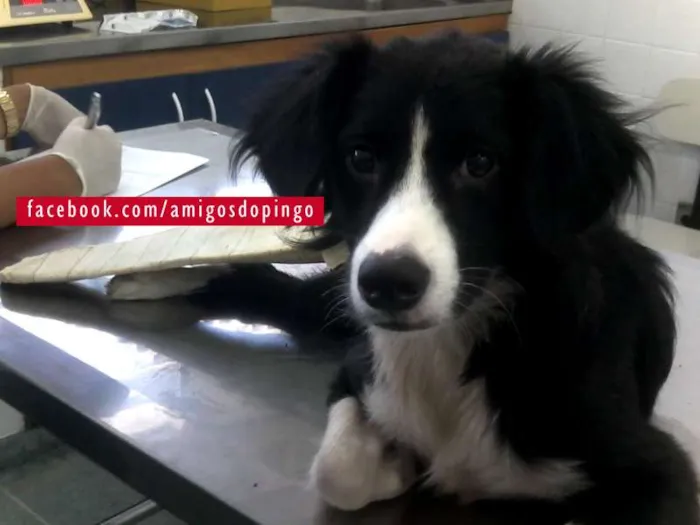 Cachorro raça Border Collie idade 2 anos nome Pingo