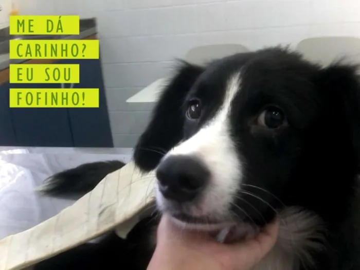 Cachorro raça Border Collie idade 2 anos nome Pingo