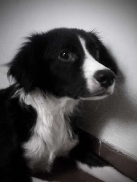Cachorro raça Border Collie idade 2 anos nome Pingo