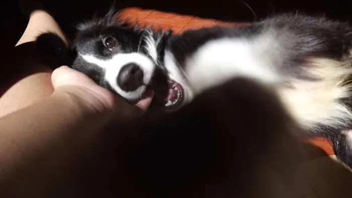 Cachorro raça Border Collie idade 2 anos nome Pingo