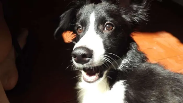 Cachorro raça Border Collie idade 2 anos nome Pingo