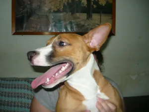 Cachorro raça SRD idade 1 ano nome Candy