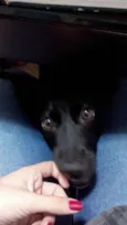 Bela