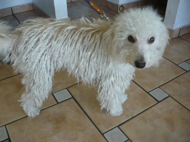 Cachorro ra a Poodle idade 1 ano nome Margot