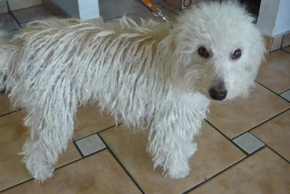 Cachorro ra a Poodle idade 1 ano nome Margot