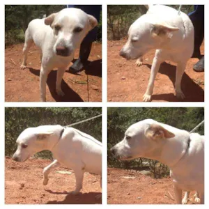 Cachorro raça SRD idade 1 ano nome EDUARDO