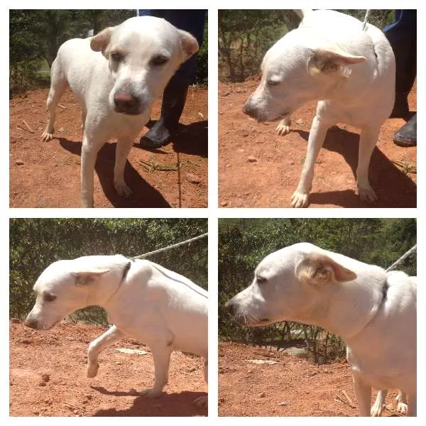 Cachorro ra a SRD idade 1 ano nome EDUARDO