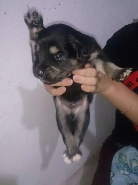 Cachorro ra a SRD idade 2 a 6 meses nome Candura/Ternura