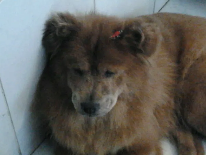 Cachorro ra a Chow Chow idade 3 anos nome LAYLA