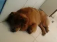 LAYLA