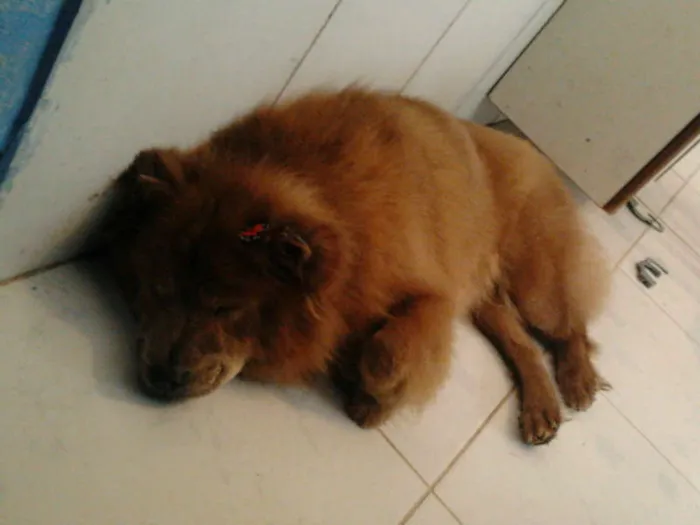 Cachorro ra a Chow Chow idade 3 anos nome LAYLA