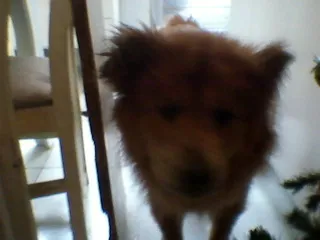 Cachorro ra a Chow Chow idade 3 anos nome LAYLA