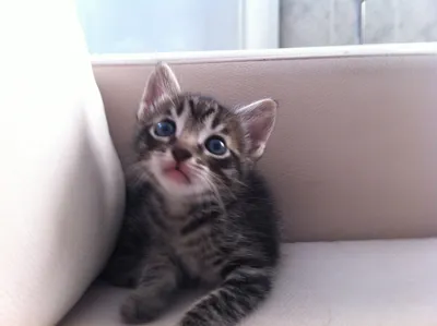 Gato ra a  idade Abaixo de 2 meses nome Peace