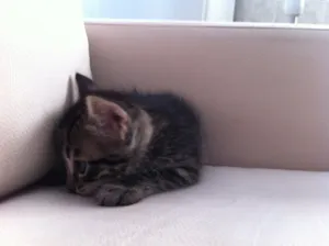 Gato raça  idade Abaixo de 2 meses nome Peace
