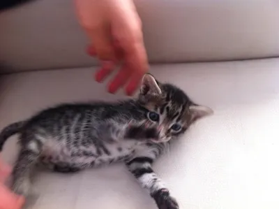 Gato ra a  idade Abaixo de 2 meses nome Peace