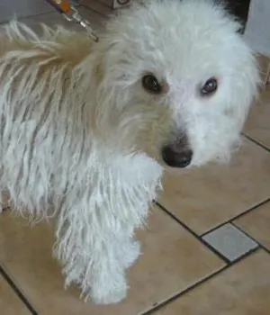 Cachorro raça Poodle idade 1 ano nome Margot