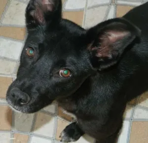 Cachorro raça SRD idade 1 ano nome Banzai