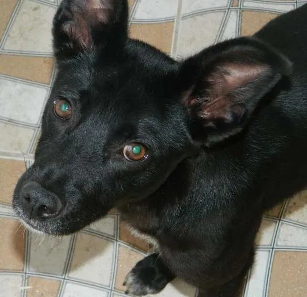 Cachorro ra a SRD idade 1 ano nome Banzai