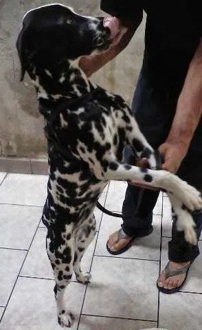Cachorro ra a Dálmata idade 2 a 6 meses nome Dayana