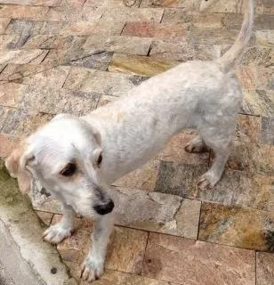 Cachorro ra a Poodle idade 3 anos nome Estopa