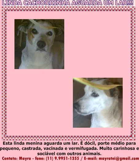 Cachorro ra a SRD idade 2 anos nome Fiona