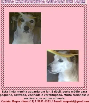 Cachorro raça SRD idade 2 anos nome Fiona