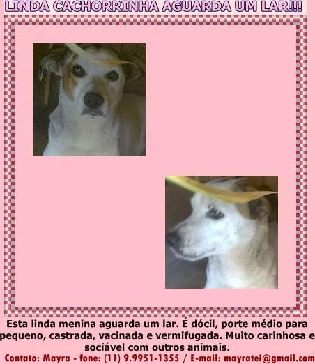 Cachorro ra a SRD idade 2 anos nome Fiona