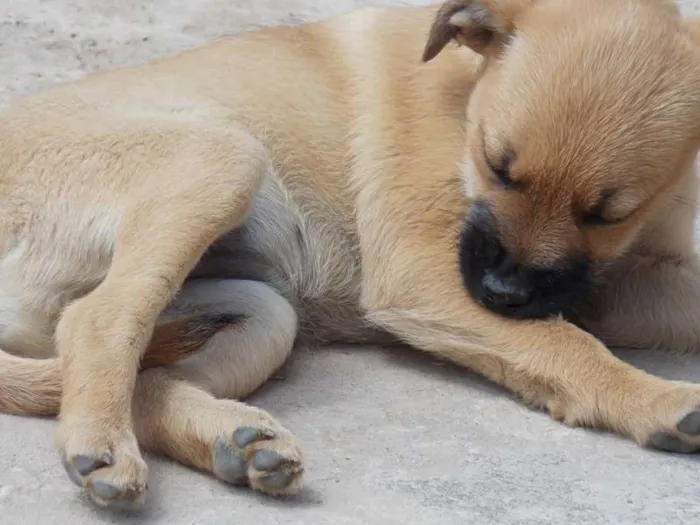 Cachorro raça SRD idade Abaixo de 2 meses nome SOL