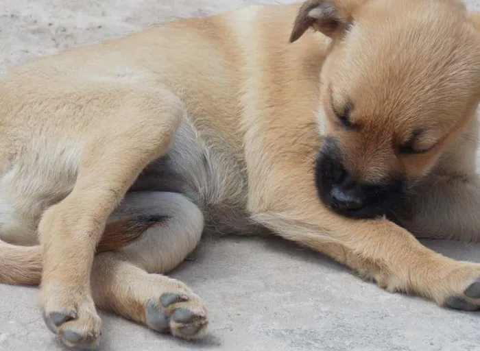 Cachorro raça SRD idade Abaixo de 2 meses nome SOL