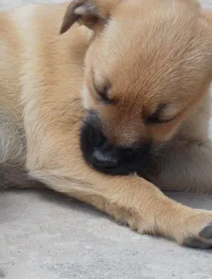 Cachorro raça SRD idade Abaixo de 2 meses nome SOL