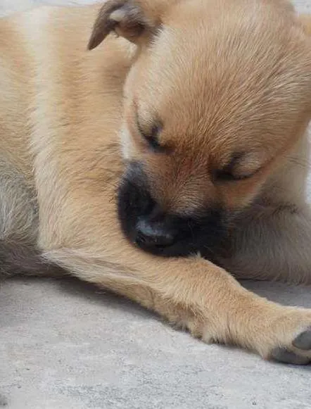 Cachorro raça SRD idade Abaixo de 2 meses nome SOL