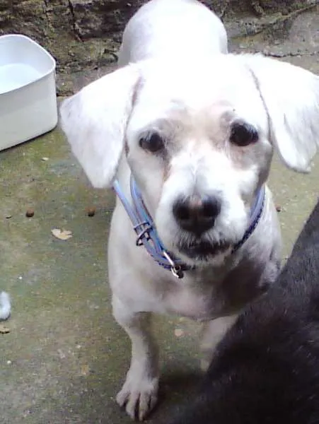 Cachorro ra a Lhasa idade  nome Pngo