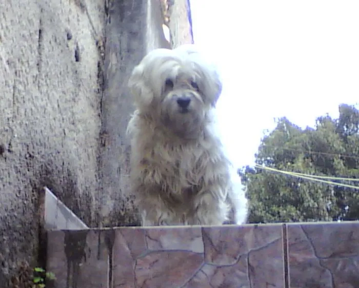 Cachorro ra a Lhasa idade  nome Pngo