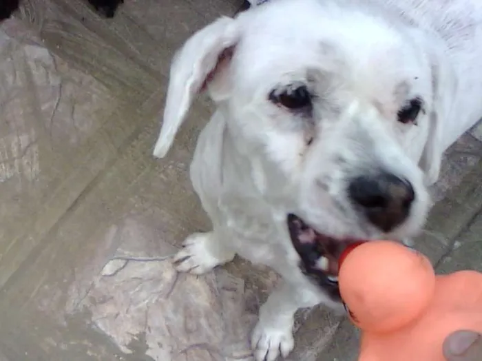 Cachorro ra a Lhasa idade  nome Pngo