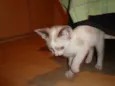 Tamy