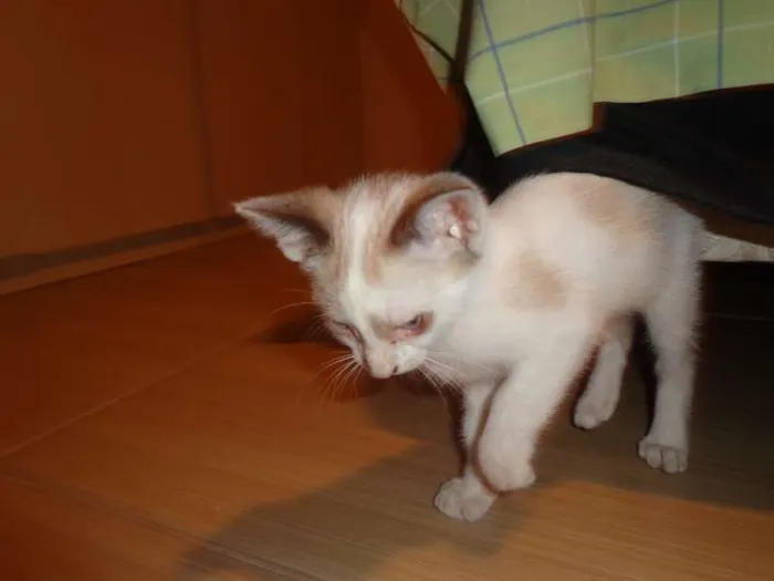 Gato ra a Siamês idade 2 a 6 meses nome Tamy