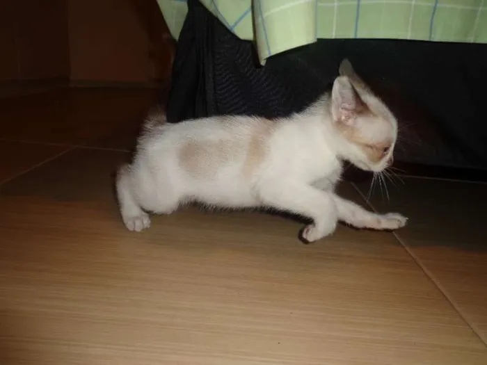 Gato ra a Siamês idade 2 a 6 meses nome Tamy