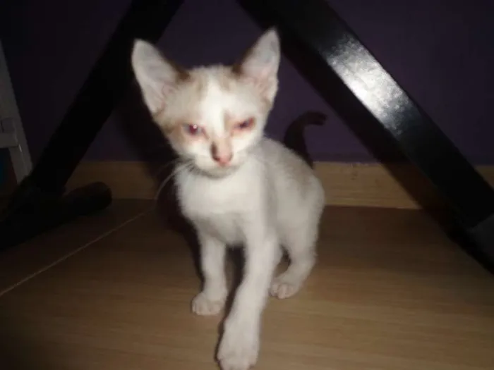 Gato ra a Siamês idade 2 a 6 meses nome Tamy