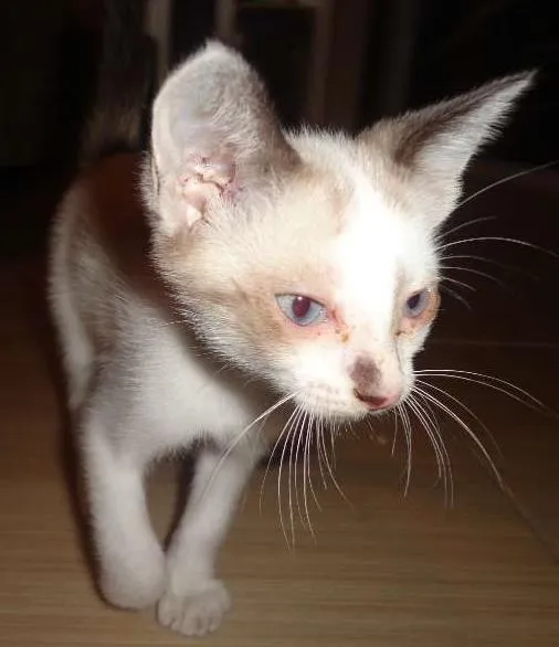 Gato ra a Siamês idade 2 a 6 meses nome Tamy