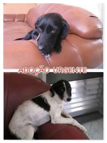 Cachorro ra a Vira Lata  idade 1 ano nome Scotti e Laica