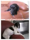 Scotti e Laica