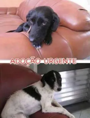 Cachorro raça Vira Lata  idade 1 ano nome Scotti e Laica