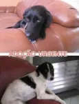 Scotti e Laica