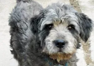 Cachorro raça Poodle com Vira-Lata idade 3 anos nome Cyndi