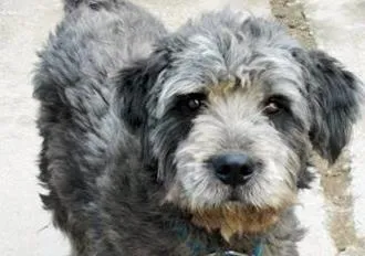 Cachorro ra a Poodle com Vira-Lata idade 3 anos nome Cyndi