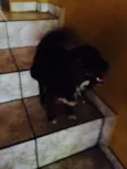 Nina