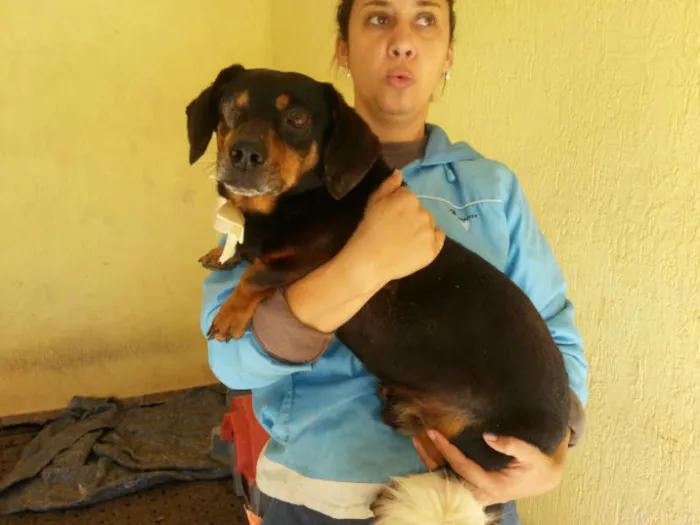 Cachorro ra a Basset idade 2 anos nome TICO