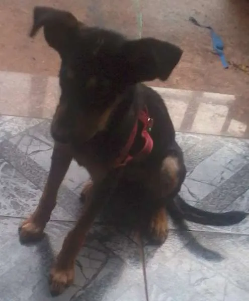 Cachorro ra a nao sei idade 2 a 6 meses nome cadelinha perdida