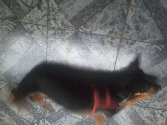 Cachorro ra a nao sei idade 2 a 6 meses nome cadelinha perdida