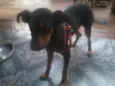 cadelinha perdida
